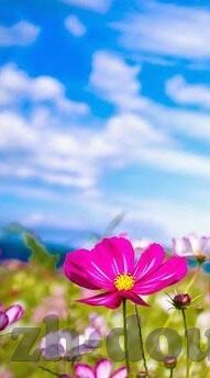 高清一区二区三区日本-探索高清一区二区三区日本影视内容的多元魅力